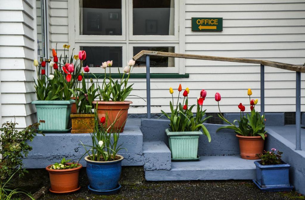Rainforest Motel Fox Glacier Eksteriør bilde